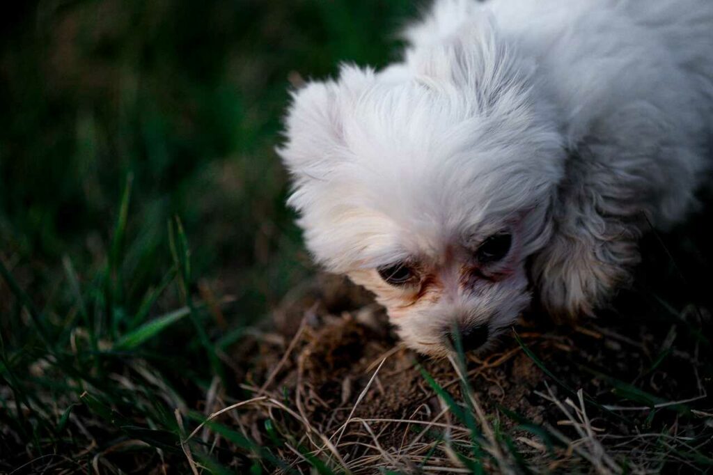 The Distant Howls of a Dog