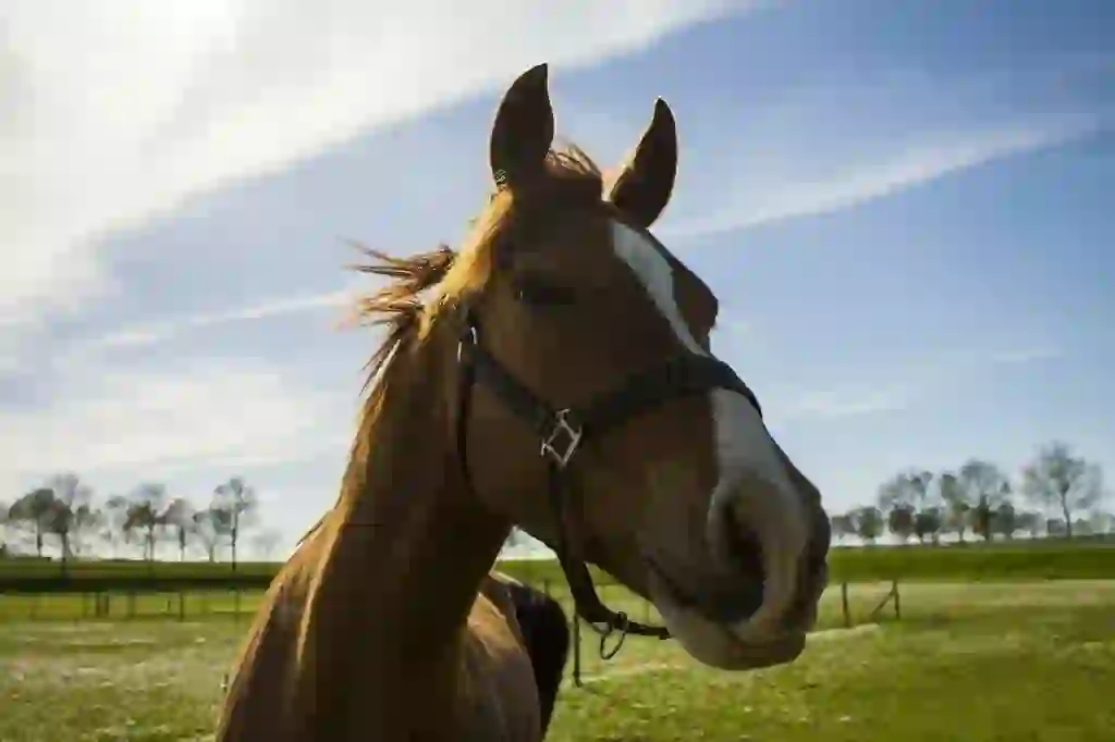 Horse's Ears and the Eastern Wind