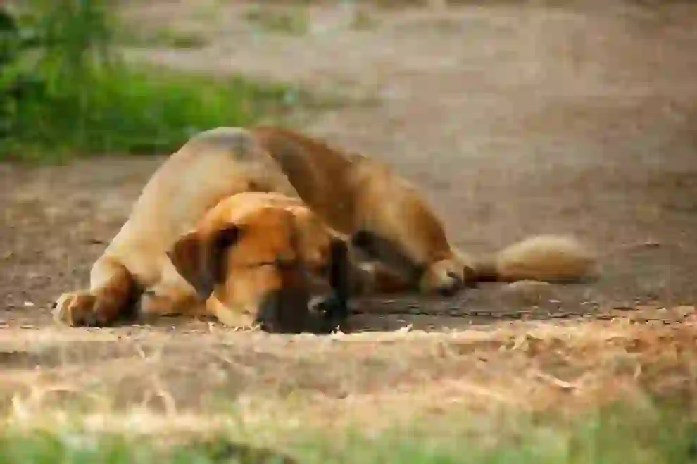 Couples' Quarrels Don't Interest Even Dogs