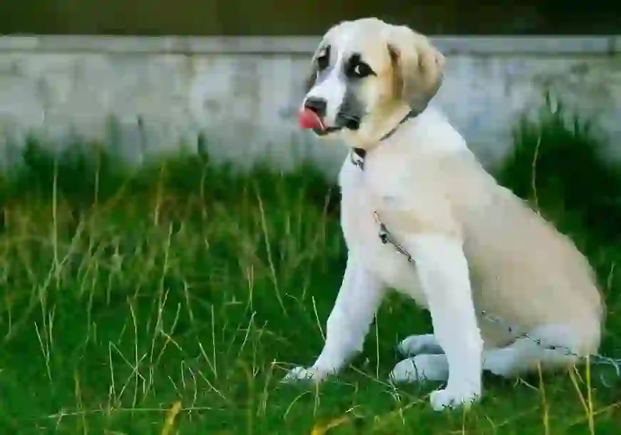 Couples' Quarrels Don't Interest Even Dogs