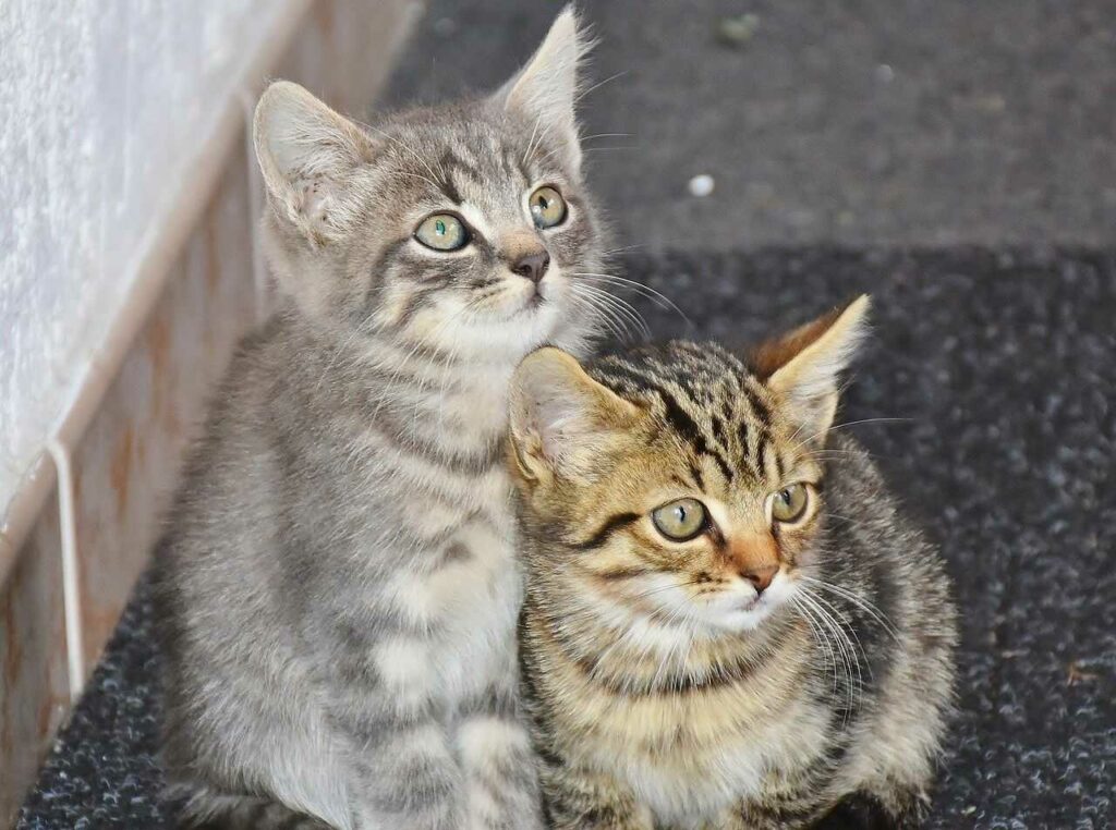 猫も杓子も（ねこもしゃくしも）