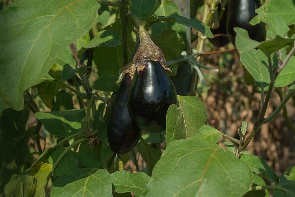 First Mount Fuji, Second Hawks, Third Eggplants