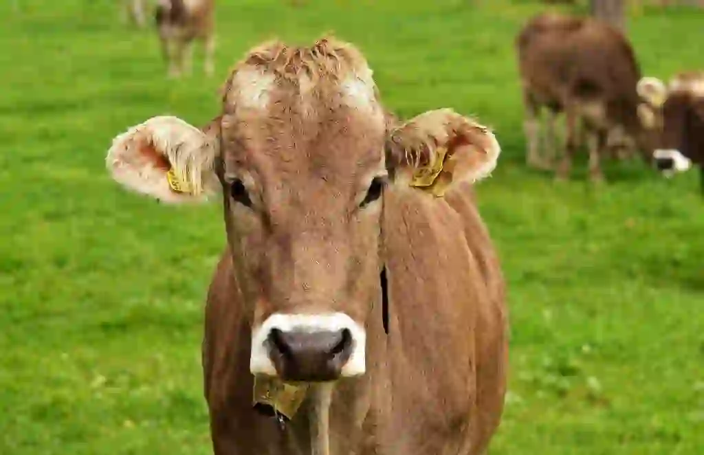 Playing the Koto to Cows