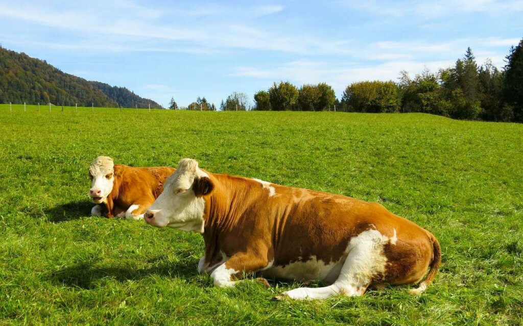 Playing the Koto to Cows