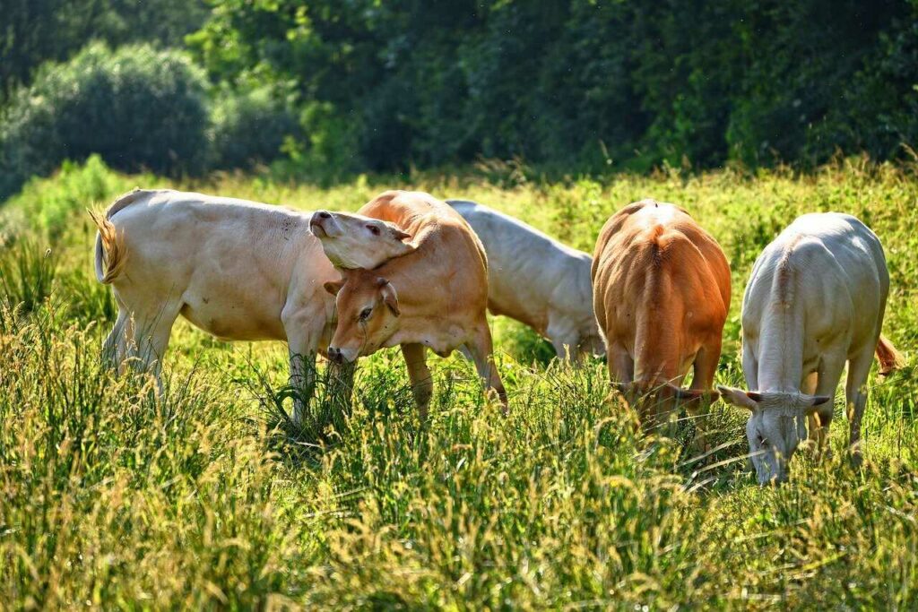 Playing the Koto to Cows