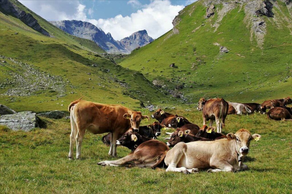 Playing the Koto to Cows