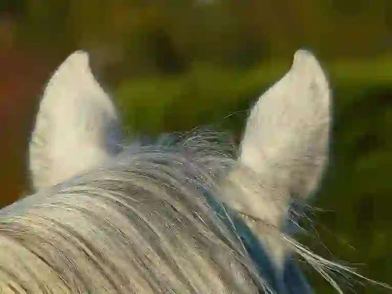 Chanting Buddhist Scriptures to a Horse's Ears