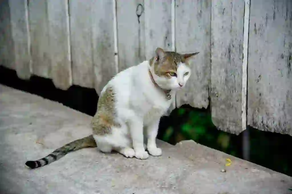 豚に念仏猫に経（ぶたにねんぶつねこにきょう）