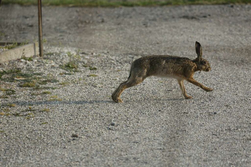 The Rabbit's Uphill Climb (Usagi no Nobori-zaka)