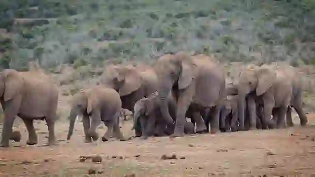 動物記念日を探そう！