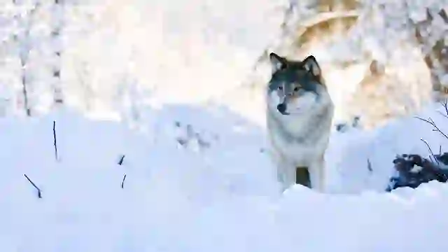 動物グッズを探そう！