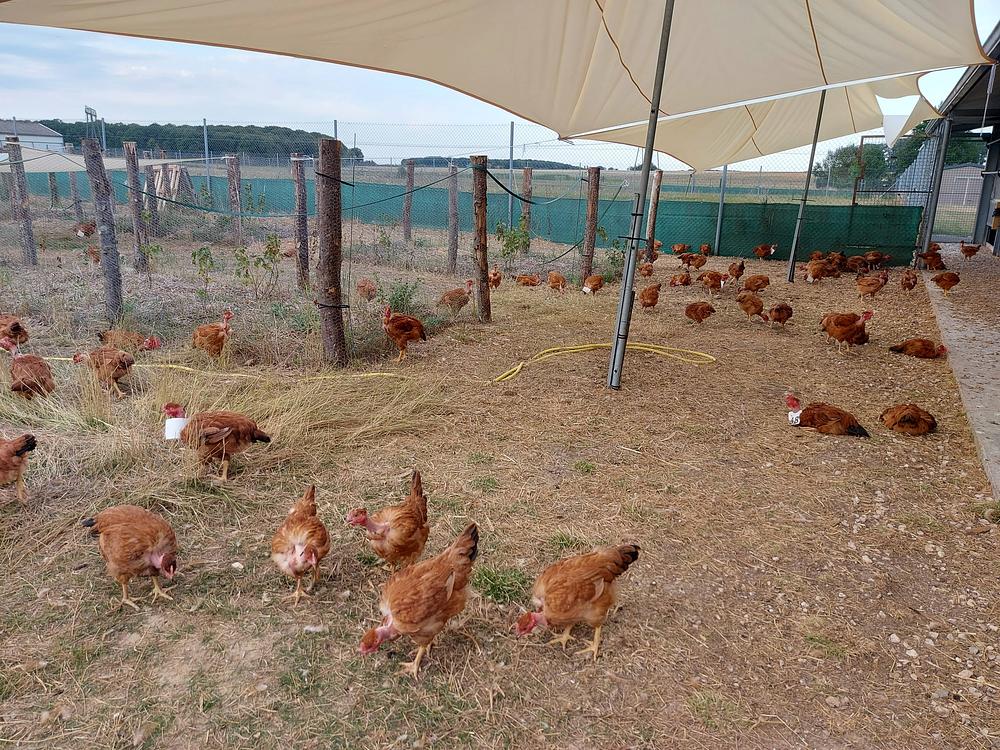 Poulets Label Rouge sur un parcours extérieur clôturé, à côté du bâtiment d'élevage