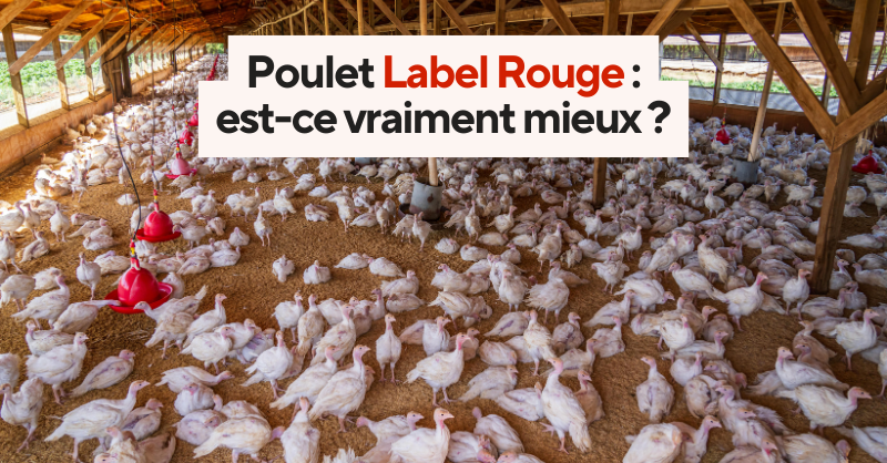 Poulets Label Rouge dans un bâtiment d'élevage