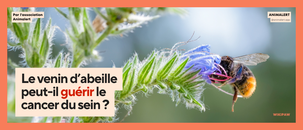 Gros plan d’une abeille sur une fleur en guise de couverture de l'article avec écrit "Le venin d’abeille peut-il guérir le cancer du sein ?"