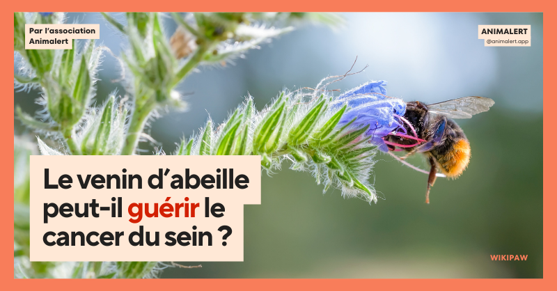 Gros plan d’une abeille sur une fleur en guise de couverture de partage de l'article avec écrit "Le venin d’abeille peut-il guérir le cancer du sein ?"