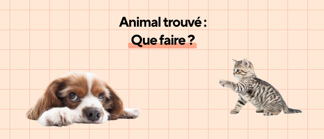Animal trouvé : est-il pucé et comment retrouver sa famille, le guide WikiPaw