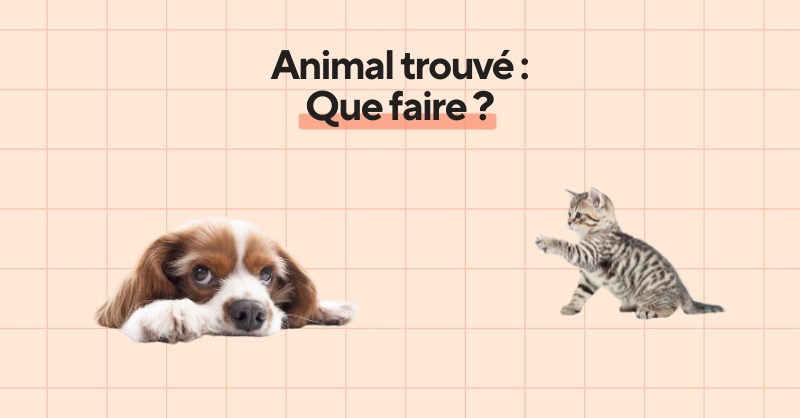 Animal trouvé : est-il pucé et comment retrouver sa famille, le guide WikiPaw