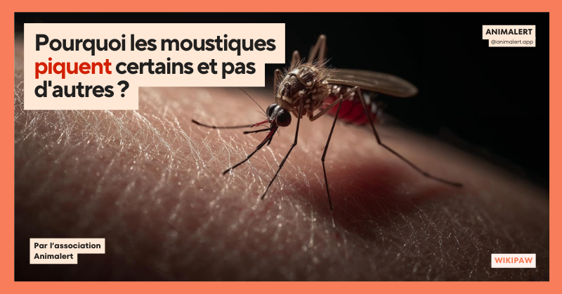 Photographie macro d'un moustique gorgé de sang avec le titre de l'article : Pourquoi les moustiques piquent certains et pas d'autres ?