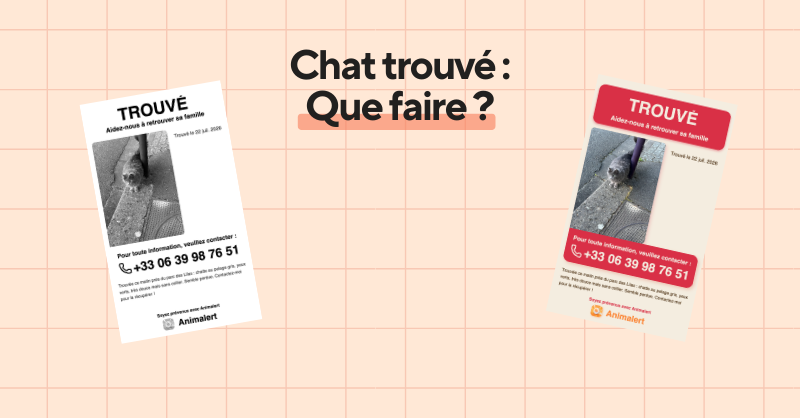 Chat trouvé, que faire pour retrouver sa famille : le guide WikiPaw