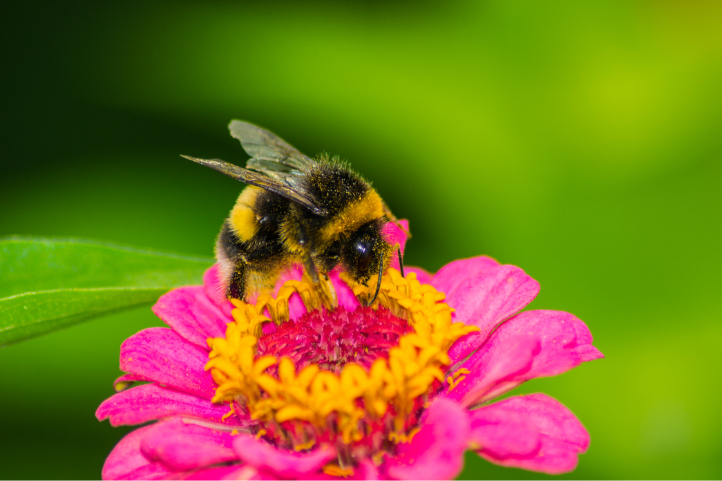 Bourdon butinant une fleur rose