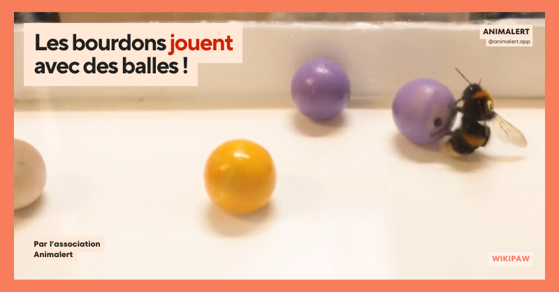 Couverture de partage de l'article avec une photographie de bourdons en train de jouer avec des balles colorées