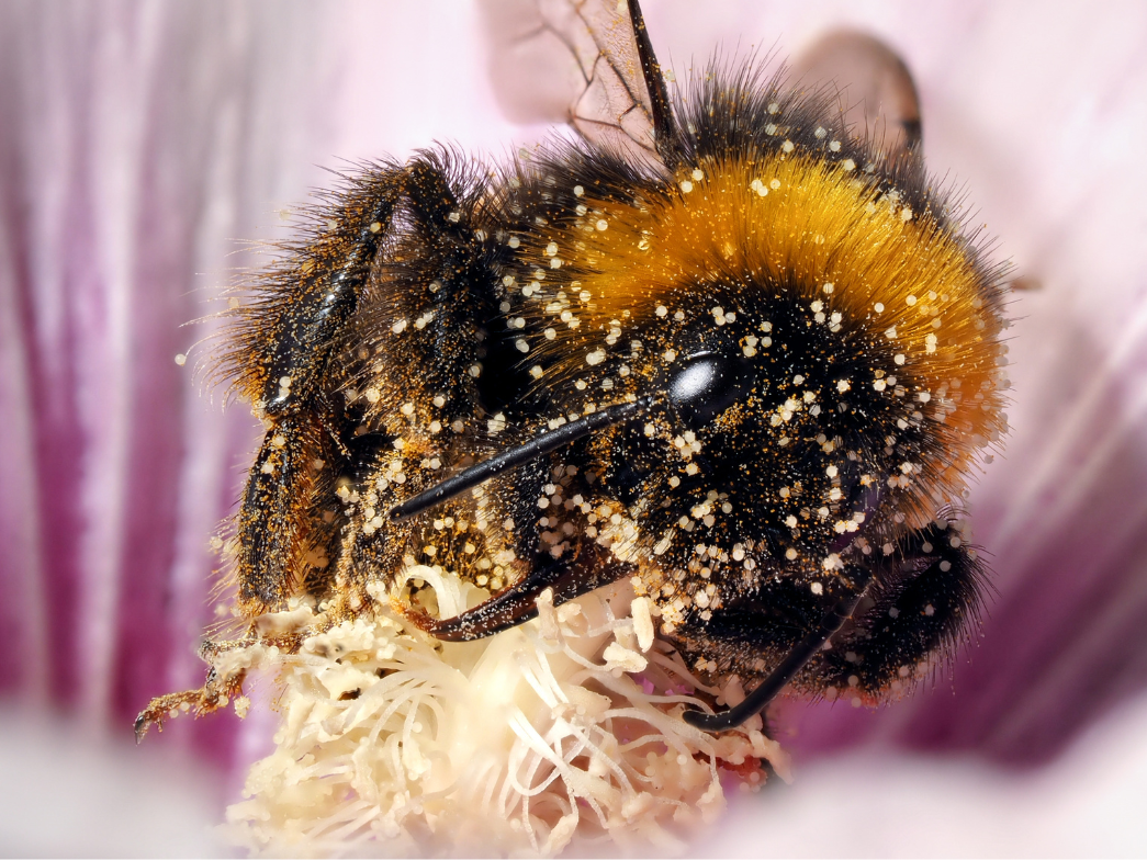 Bourdon butinant une fleur avec du pollen un peu partout sur lui