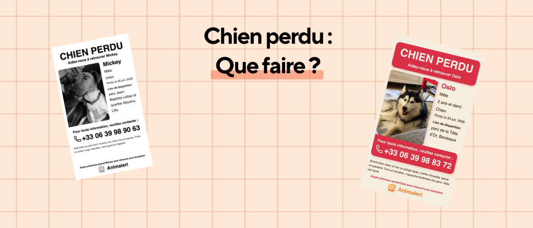 Chien perdu, que faire pour le retrouver : le guide des premières heures, WikiPaw