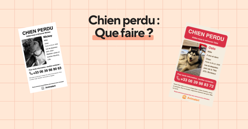 Chien perdu, que faire pour le retrouver : le guide des premières heures, WikiPaw
