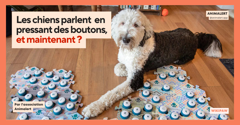 Bunny (chien) allongé à côté de ses boutons sur lesquels il peut appuyer pour s'exprimer