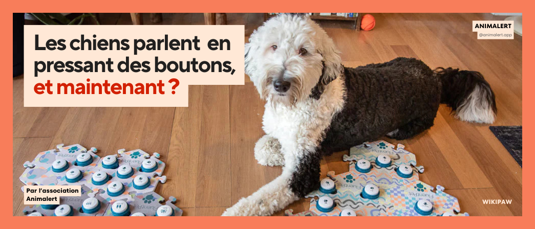 Bunny (chien) allongé à côté de ses boutons sur lesquels il peut appuyer pour s'exprimer