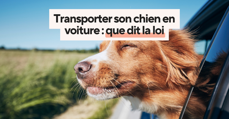 Tête d'un chien sortie par la fenêtre d'une voiture