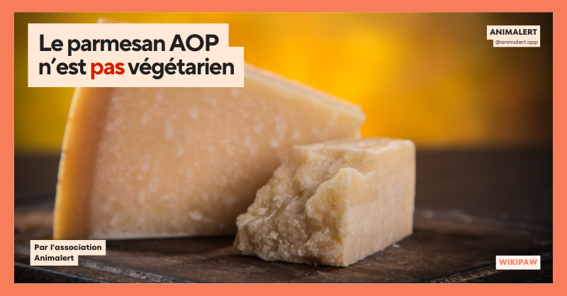 Photo d'une tranche de Parmesan AOP avec le titre de l'article: Le Parmesan n'est pas végétarien.