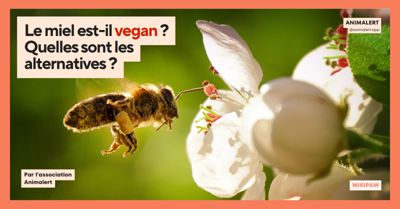 Une abeille, cherchant du nectar sur une fleur