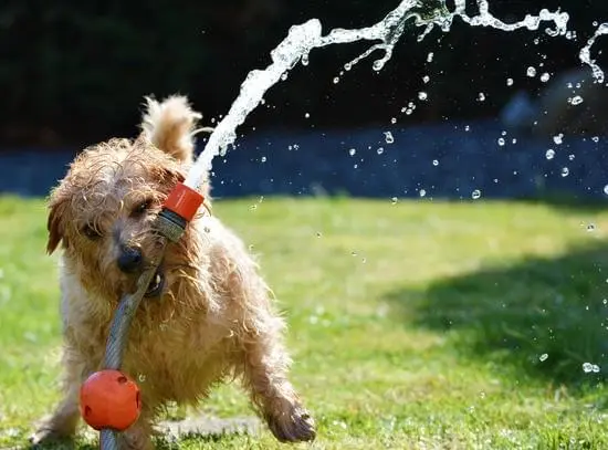 Chien avec un tuyau d'arrosage de jardin, Arroser le chien pour faire baisser sa température lors d'un coup de chaleur