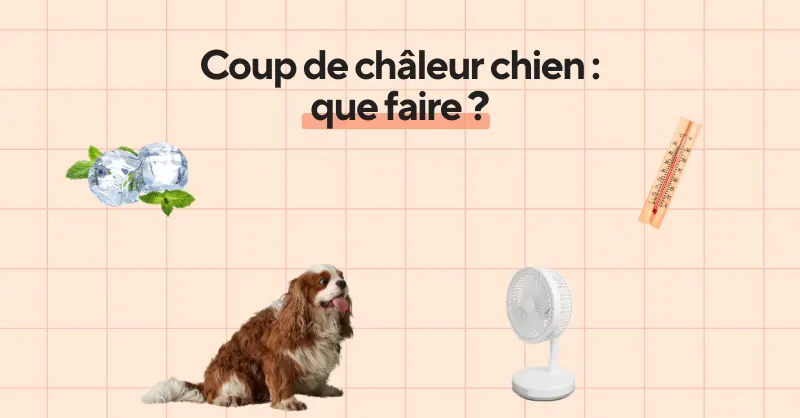 Chien haletant à l'ombre par forte chaleur, langue pendante et gueule grande ouverte, premier signe d'alerte d'un coup de chaleur