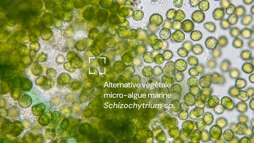 Illustration scientifique de la micro-algue marine Schizochytrium sp., productrice naturelle du DHA