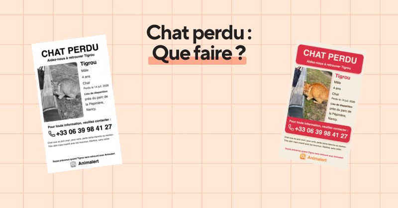 Chat perdu, que faire pour le retrouver : le guide des premières heures, WikiPaw