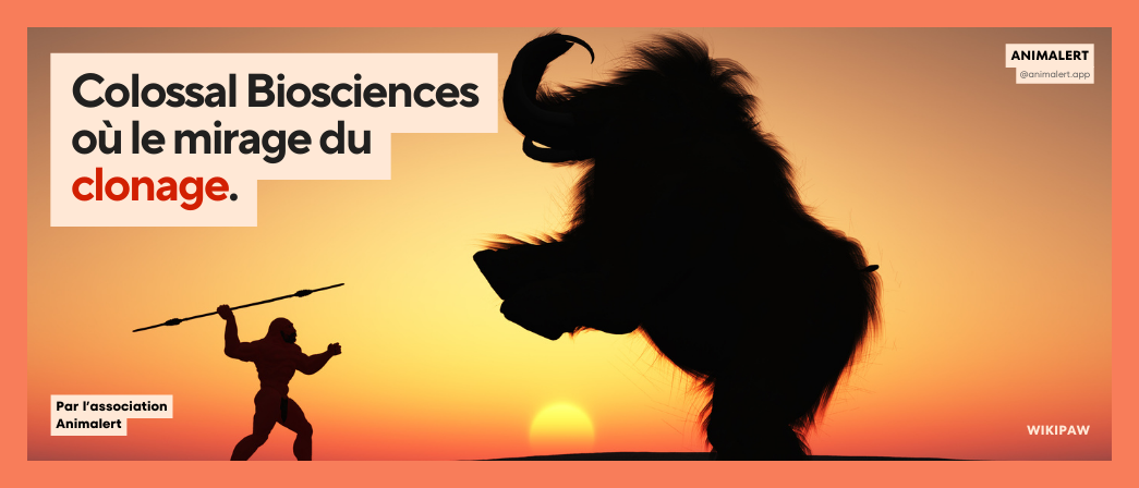 Couverture de l'article représentant un humain attaquant un mammouth, tel Colossal Biosciences qui s'attaque aux mammouths laineux qui devraient reposer en paix.
