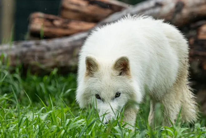 Photo de Khalessi, la femelle du groupe de "loups géants" de Colossal Biosciences