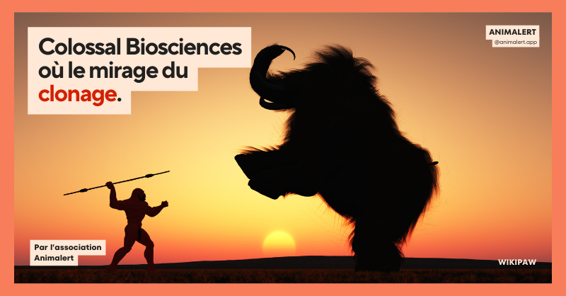 Couverture de partage de l'article représentant un humain attaquant un mammouth, tel Colossal Biosciences qui s'attaque aux mammouths laineux qui devraient reposer en paix.