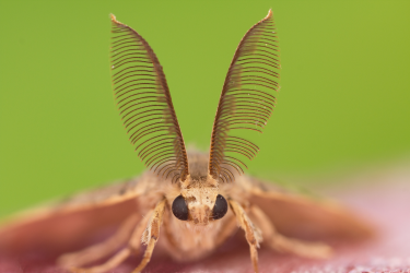 Papillon Bombyx Mori mâle vu de près avec les ailes tendues vers le ciel.