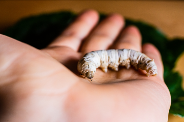 Chenille Bombyx Mori mâle vu de près sur la paume d'une main.