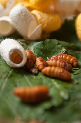 Larves près de leur cocon de soie avec l'une d'entre elle encore dedans.