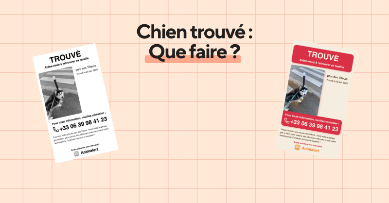 Chien trouvé, que faire pour retrouver sa famille : le guide WikiPaw