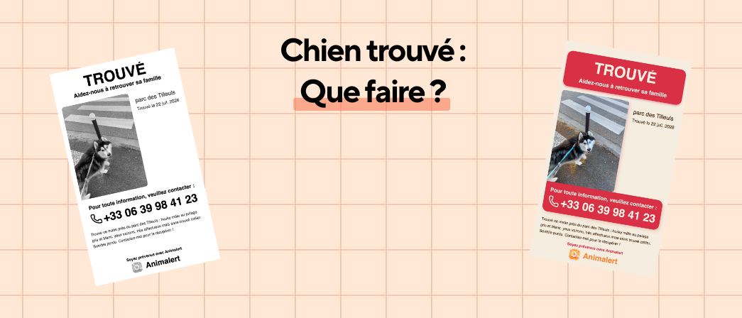Chien trouvé, que faire pour retrouver sa famille : le guide WikiPaw