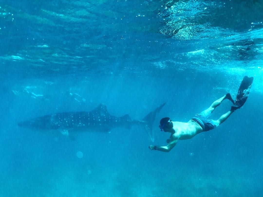 PJ Manning swimming in ocean with whale shark