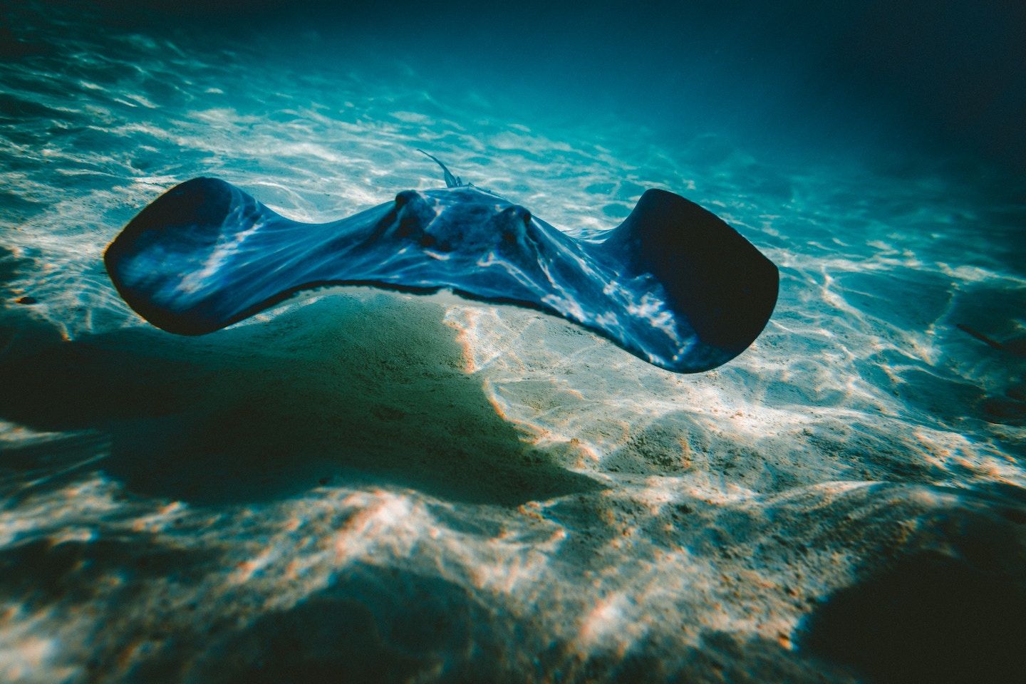 manta ray swimming in shallow water