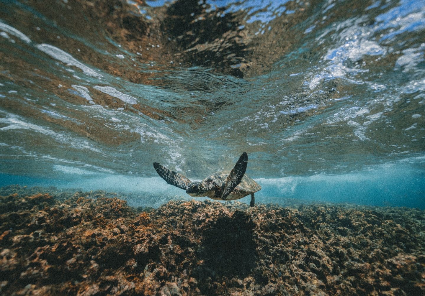 sea turtle swimming over coral reef