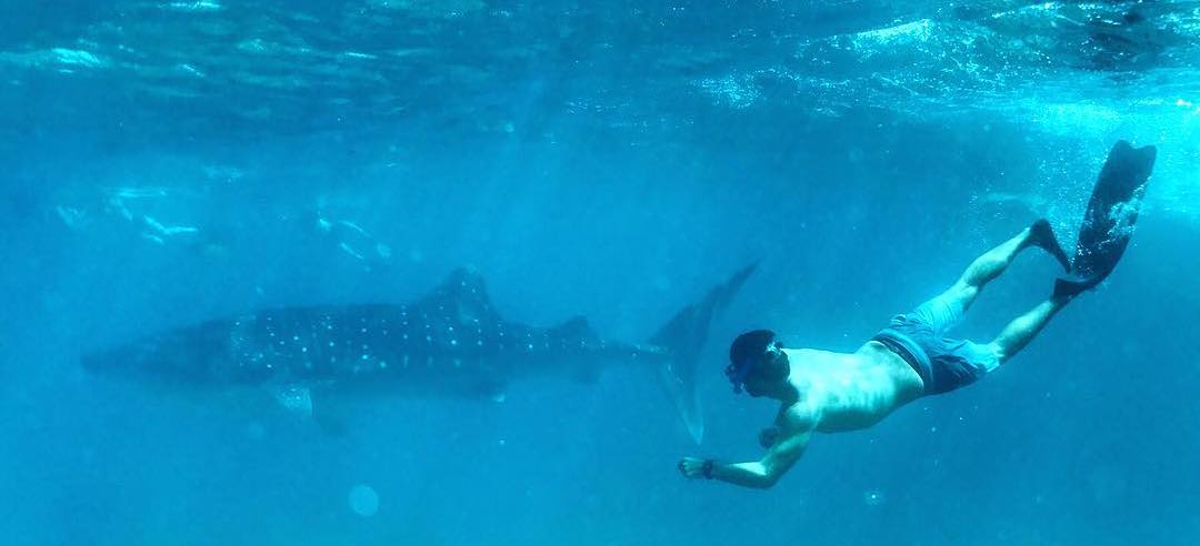 Whale Shark Dive