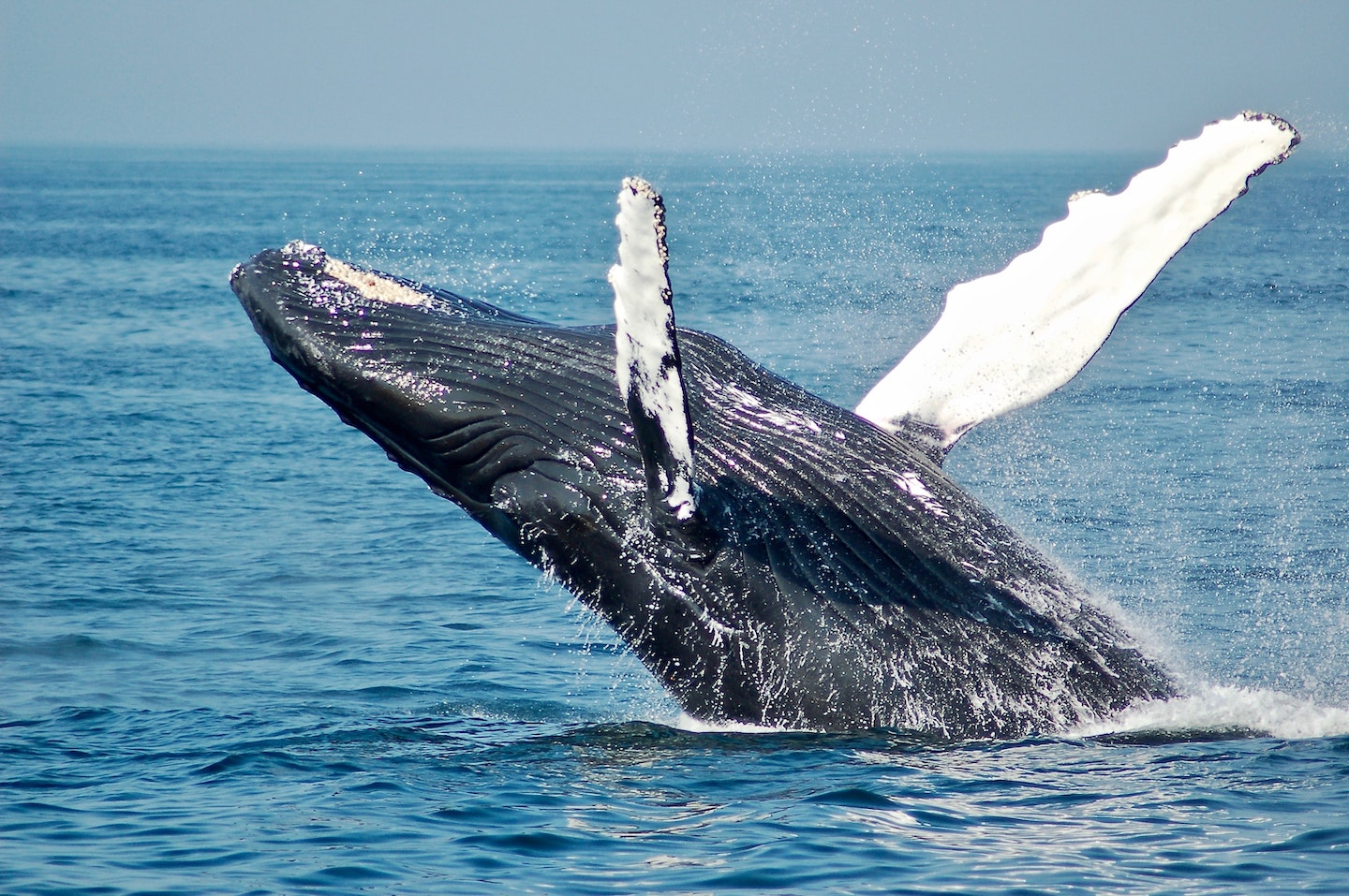 Whales of NYC